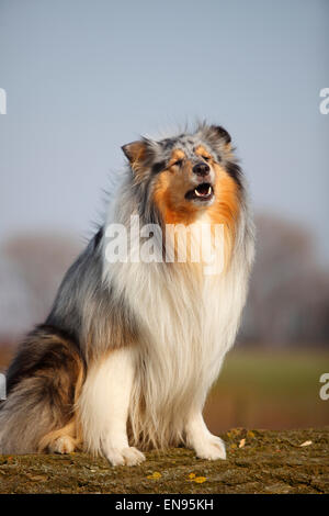 Rough Collie, male dog, blue-merle, 4 years|Schottischer Schaeferhund, Ruede, blue-merle, 4 Jahre Stock Photo