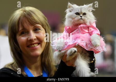 Cats take part in the two day CFA Cat Show Bulgaria. Cats owners from all over the world participated in the exhibition during which prices for some cat breeds rose to up to 800 Euros.  Featuring: Atmosphere Where: Varna, Bulgaria When: 25 Oct 2014 Stock Photo