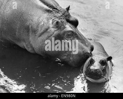 Baby hippopotamus born at Whipsnade. Although distantly related to the pig, 'Wanda', the new baby hippo at Whipsnade Park Zoo, should certainly be a great attraction this summer. Born on 14th February, 1974, Wanda was on show for the first time today at W Stock Photo