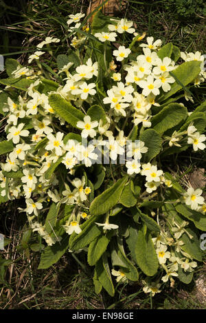 A Large Clump of Creamy Pale Yellow Wild Primrose in Woodland at Old Moor Dearne Valley near Barnsley South Yorkshire England UK Stock Photo