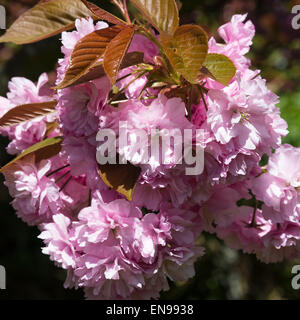 Closeup of Double Pale Pink Cherry Blossom Flowers Pink Perfection in a Cheshire Garden England United Kingdom UK Stock Photo