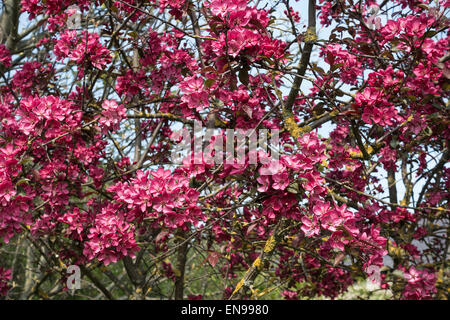 Crab Apple Tree Malus Royalty with Crimson-Purple Blossom in Bloom in Dearne Valley near Barnsley South Yorkshire England United Stock Photo