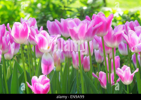 White/Pink Tulips Stock Photo