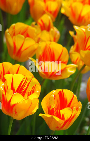 Yellow/Red Tulips Stock Photo