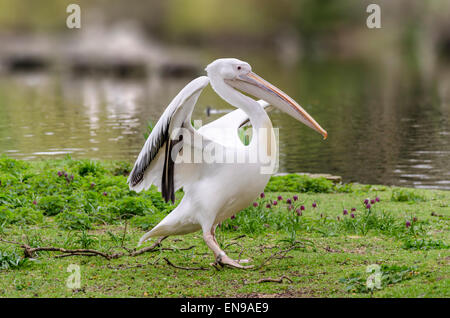 Pelican in St James's Park, London, UK Stock Photo