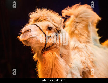 Camel portrait Stock Photo