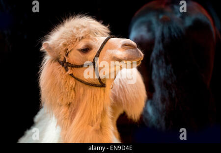 Bactrian camel head close-up Stock Photo