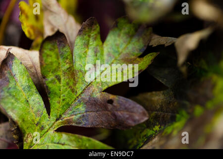 composition of dead leaves Stock Photo