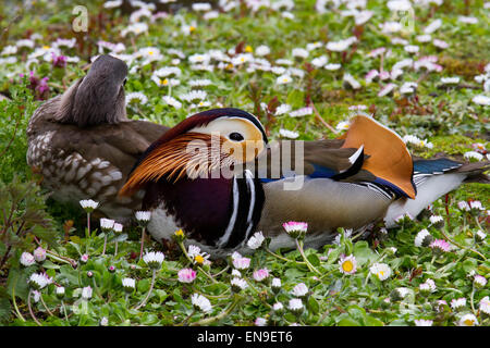 Multi-coloured duck at Martin Mere, Rufford, Burscough, Southport, Lancashire, UK 29th April, 2015. Sleeping pair of Male & Female Mandarin Ducks (Aix galericulata). Avian spring at the Martin Mere Nature Reserve Wetland Centre. Ducks & Drakes in breeding plumage giving territorial displays along the boundaries of their territory, expressing chasing behaviour, precopulatory and complex courtship displays, many of which incorporate movements that emphasize the drake's ornamental plumage. Stock Photo