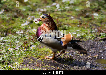 Multi-coloured duck at Martin Mere, Rufford, Burscough, Southport, Lancashire, UK 29th April, 2015. Male Mandarin Duck  Avian spring at the Martin Mere Nature Reserve Wetland Centre. Ducks & Drakes in breeding plumage giving territorial displays along the boundaries of their territory, expressing chasing behaviour, precopulatory and complex courtship displays, many of which incorporate movements that emphasize the drake's ornamental plumage. Stock Photo