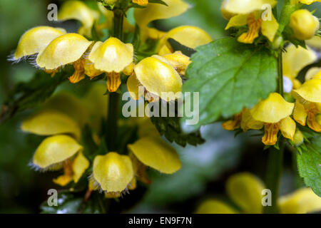 Yellow Archangel, nettle, Lamium galeobdolon ' Florentinum ' Stock Photo