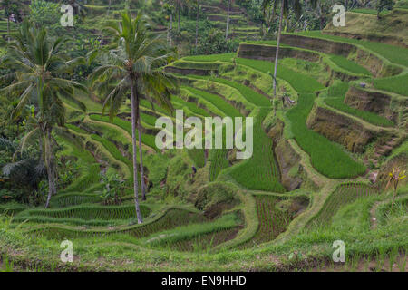 Tirtagangga, Bali, Indonesia; terraced rice fields Stock Photo