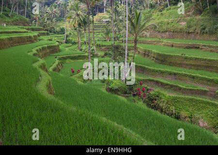 Tirtagangga, Bali, Indonesia; terraced rice fields Stock Photo