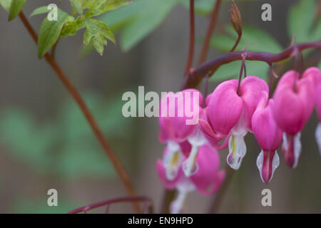 Pink and red heart shaped flowers of Lamprocapnos spectabilis, formerly known as Dicentra spectabilis, or the bleeding heart plant, in the spring Stock Photo