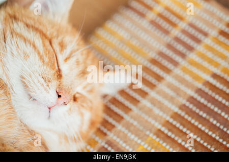 Close Up Head, Snout Of Peaceful Orange Red Tabby Cat Male Kitten Stock Photo