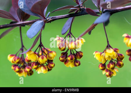 Berberis thunbergii Atropurpurea Stock Photo
