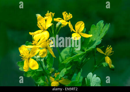 Greater celandine, tetterwort Chelidonium majus in flower Woodland wild yellow flower Stock Photo
