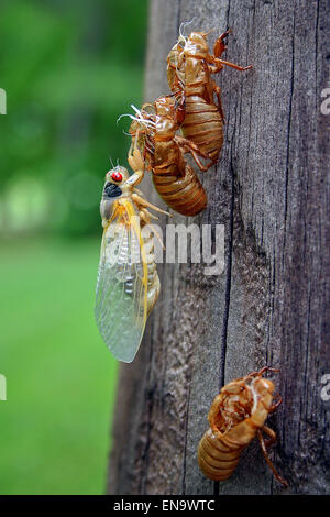 A colorful cicada on a wooden post with three brittle shedded skins of other growing cicadas