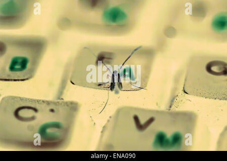 Insect on keyboard in futuristic bokeh colours Stock Photo