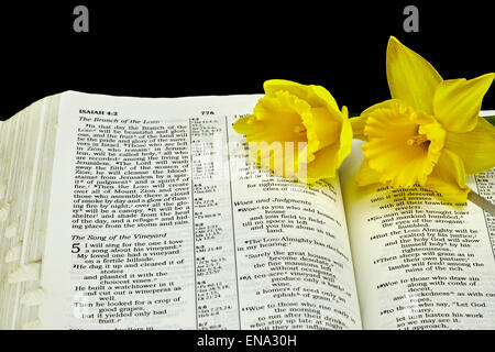 Open Bible with selective focus on Isaiah passage with Daffodil Flowers symbolizing birth and rebirth Stock Photo