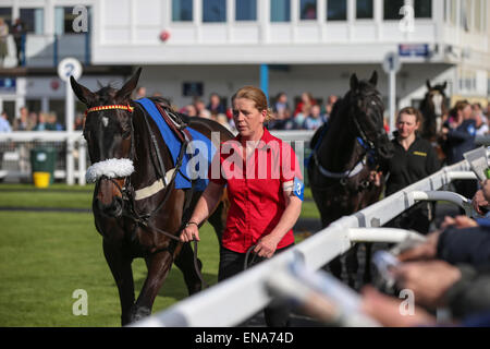 Newton Abbot, UK. 30th Apr, 2015. Newton Abbot Races. In the paddock for the Royal British Legion Newton Abbot Mares' Novice Hurdle, and Chanter Rose warming up. Credit:  Action Plus Sports/Alamy Live News Stock Photo