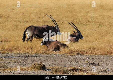 Group gemsbok, gemsbuck or oryx standing in field Namib Desert Namibia Africa. Long horn big antelope. Stock Photo