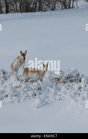 A large herd of Pronghorn Antelope, Antilocapra americana, in deep fresh snow near Elk Mountain, Wyoming Stock Photo