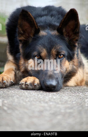 Lay down German shepherd Stock Photo