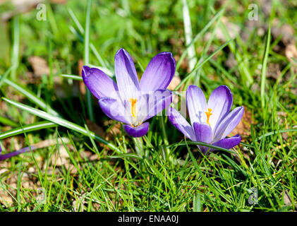 Beautiful spring purple crocus on a green background Stock Photo