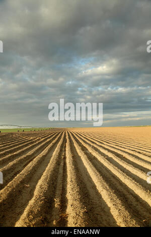 Rows of freshly planted potatoes Stock Photo