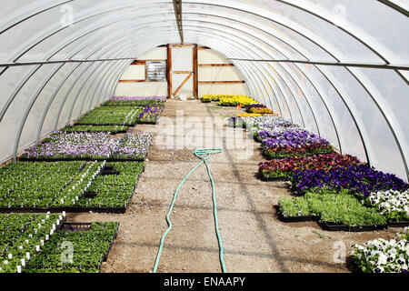 Flats of various flowers stacked side to side, and end to end, being grown and nurtured in a greenhouse. Stock Photo