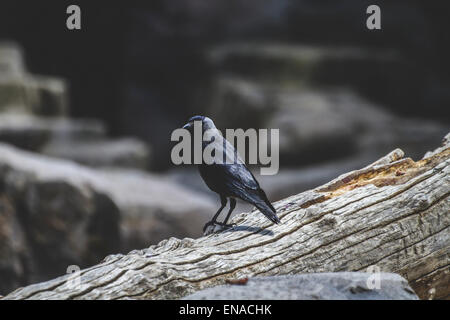 Raven black leaning on a tree branch Stock Photo