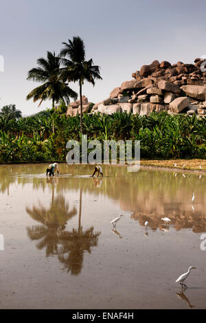 People working in the rice fields in Anegundi. Stock Photo