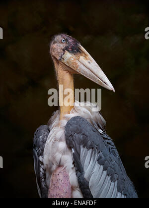 Stork Greater Adjutant (Leptoptilos dubius) Stock Photo