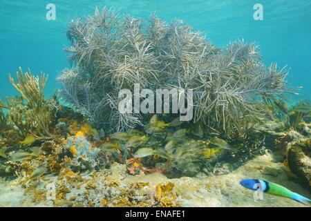 Underwater life, large sea plume soft coral with a school of grunt fish in a Caribbean reef, Central America, Panama Stock Photo