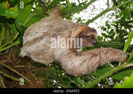 Brown-throated three-toed sloth in the jungle, wild animal, Costa Rica, Central America Stock Photo