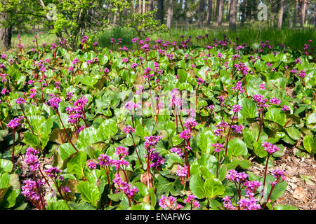 Bergenia cordifolia growing in a garden on the edge of a forest Stock Photo