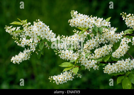 Prunus padus European Bird Cherry Stock Photo