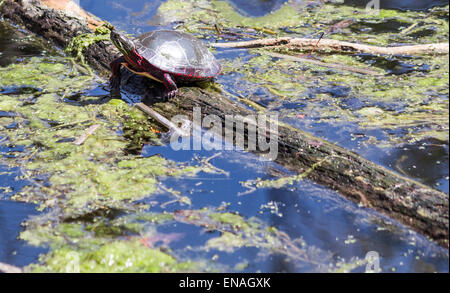 Painted turtle basks in the sun on a log in a wetland marsh floating in water Stock Photo