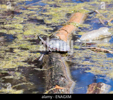 Painted turtle basks in the sun while floating on a log in a marsh wetland with a plastic bottle behind it. Stock Photo