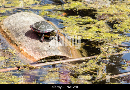 Painted turtle sits on a log floating in a marsh wetland soaking up the sun. Stock Photo