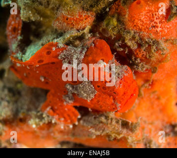 Orange baby frogfish on a coral Stock Photo
