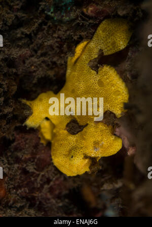 Yellow painted frogfish on a coral Stock Photo
