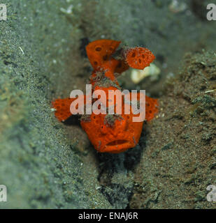Orange baby frogfish on the ocean floor Stock Photo