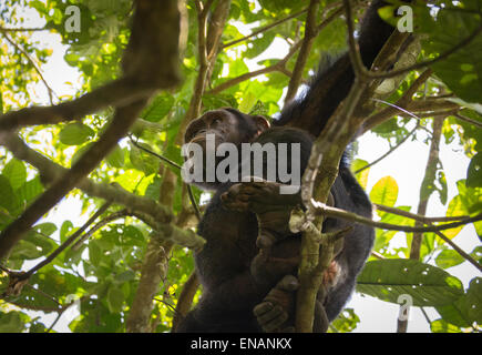 Chimpanzee (Pan troglodytes) in a tree in Kibale National Forest Park, Uganda Stock Photo