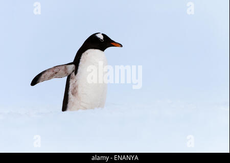 Gentoo Penguin (Pygoscelis papua), Cuverville Island, Antarctic Peninsula Stock Photo