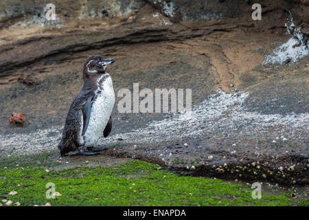 Galapagos Penguin (Spheniscus mendiculus), Tagus Cove, Isabela Island, Galapagos, Ecuador Stock Photo