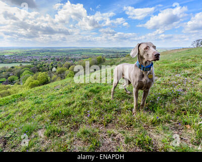 A view from White Leaf Hill over Princes Risborough and the Aylesbury Vale with Buffy the weimarinar dog looking on. Stock Photo
