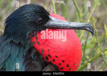 Great Frigatebird male (Fregata minori), Genovesa Island, Galapagos, Ecuador Stock Photo