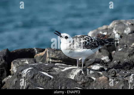 Immature Swallow-tailed gull (Larus furcatus), South Plaza Island, Galapagos, Ecuador Stock Photo